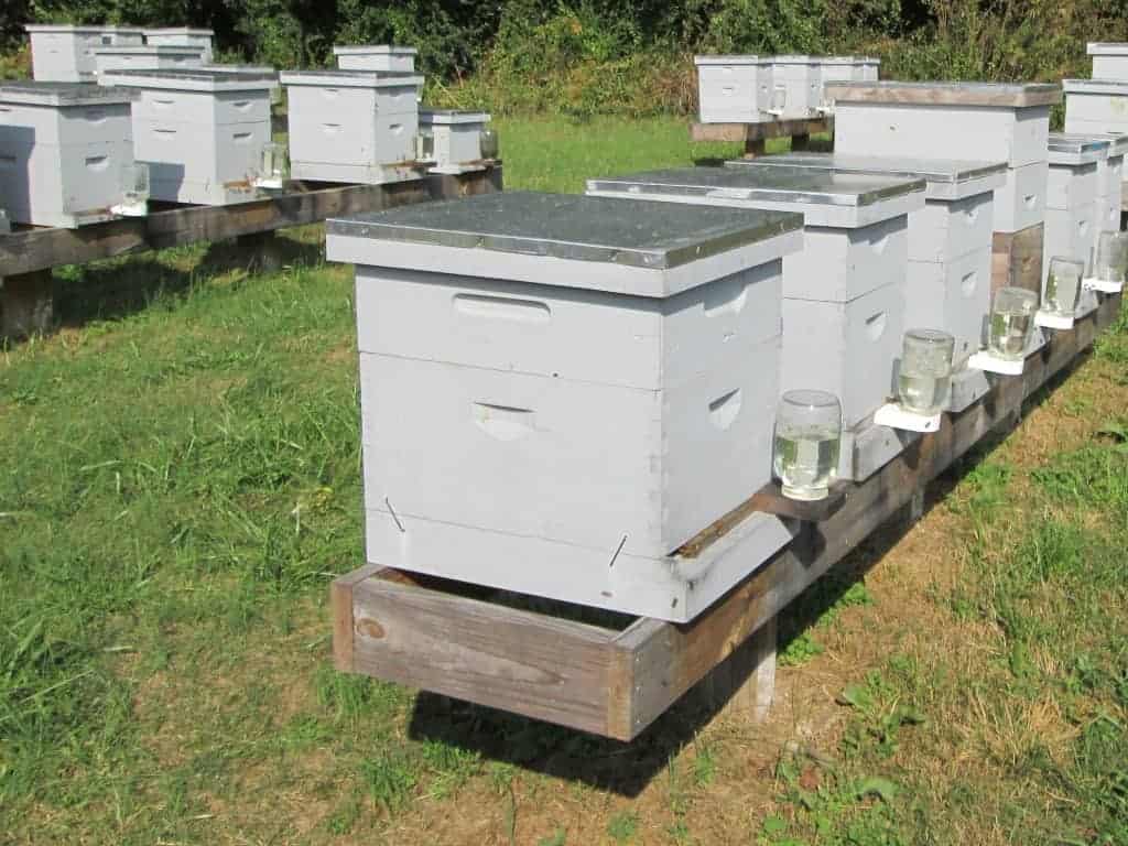 Apiary location