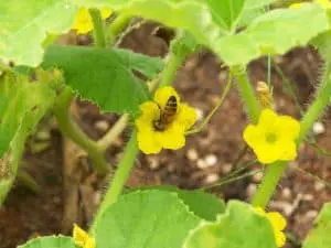 Bee on Squash flower